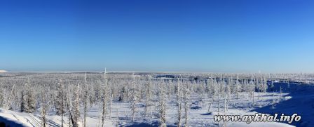 Зимний лес 2