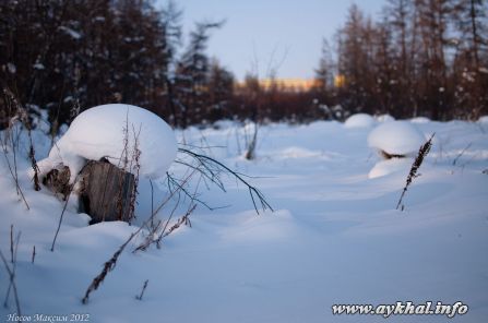 Пенёк и колосок