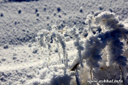 IMG_2463