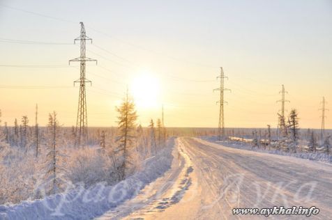 Желтое солнце тайги